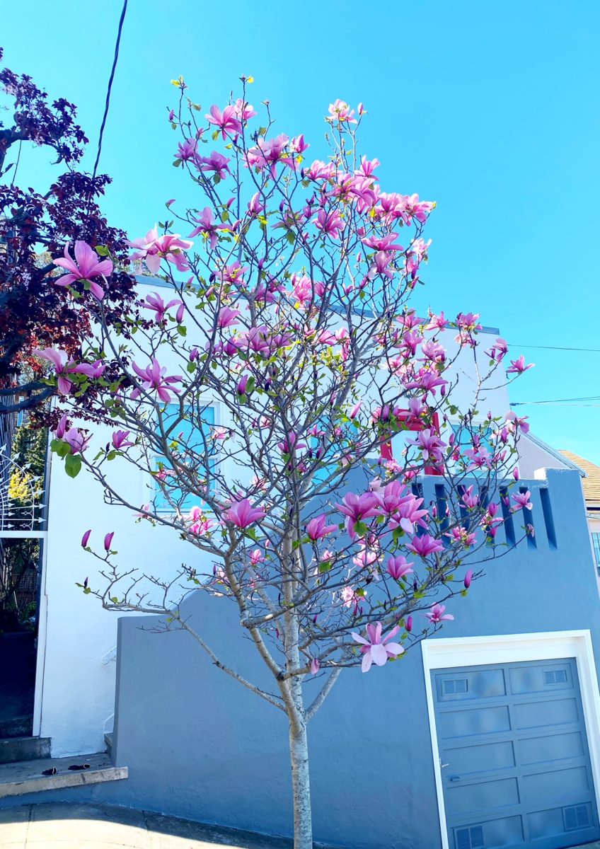 Magnolia Tree at the Front Sidewalkk